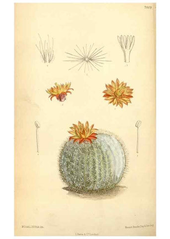 Reproducción/Reproduction 34626055363: Curtis's botanical magazine.. London ; New York [etc.] :Academic Press [etc.]