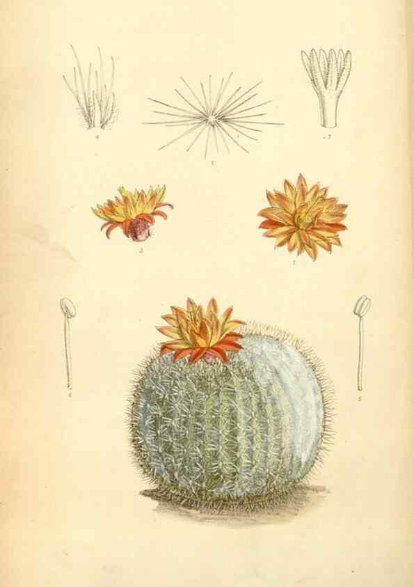 Reproducción/Reproduction 34626055363: Curtis's botanical magazine.. London ; New York [etc.] :Academic Press [etc.]