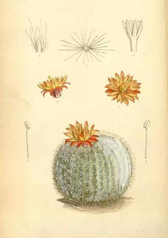 Reproducción/Reproduction 34626055363: Curtis's botanical magazine.. London ; New York [etc.] :Academic Press [etc.]