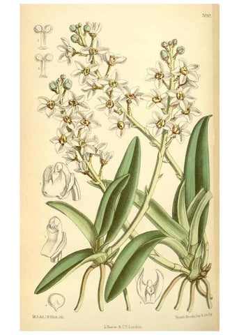 Reproducción/Reproduction 34626057313: Curtis's botanical magazine.. London ; New York [etc.] :Academic Press [etc.]