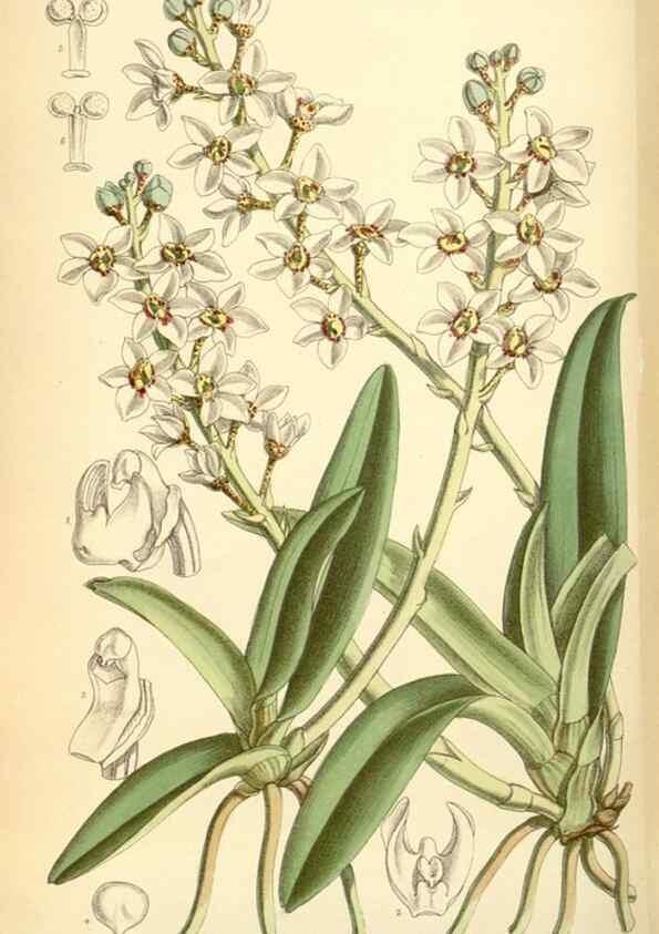 Reproducción/Reproduction 34626057313: Curtis's botanical magazine.. London ; New York [etc.] :Academic Press [etc.]