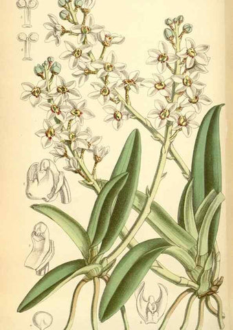 Reproducción/Reproduction 34626057313: Curtis's botanical magazine.. London ; New York [etc.] :Academic Press [etc.]