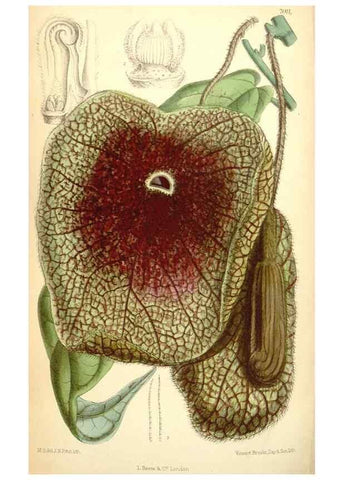 Reproducción/Reproduction 34626059413: Curtis's botanical magazine.. London ; New York [etc.] :Academic Press [etc.]
