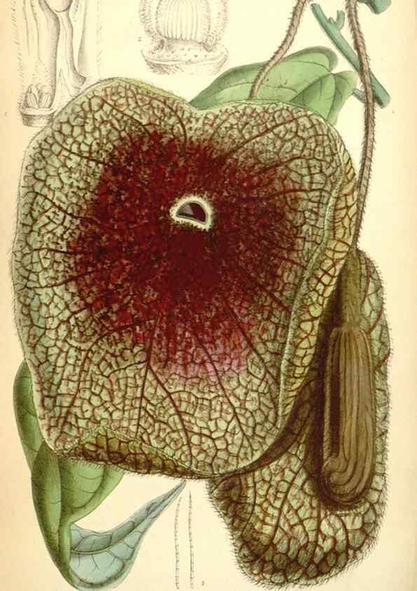 Reproducción/Reproduction 34626059413: Curtis's botanical magazine.. London ; New York [etc.] :Academic Press [etc.]