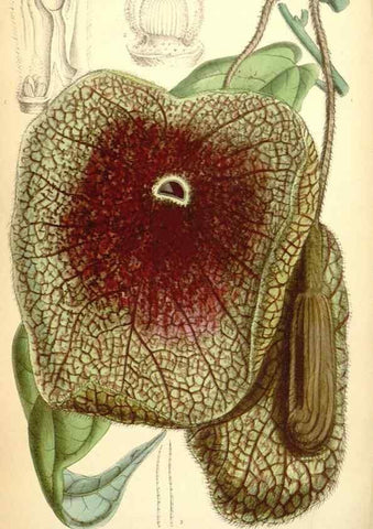 Reproducción/Reproduction 34626059413: Curtis's botanical magazine.. London ; New York [etc.] :Academic Press [etc.]
