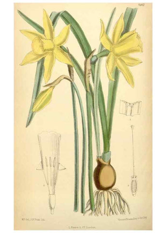 Reproducción/Reproduction 35306441261: Curtis's botanical magazine.. London ; New York [etc.] :Academic Press [etc.]