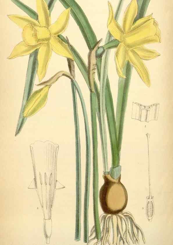 Reproducción/Reproduction 35306441261: Curtis's botanical magazine.. London ; New York [etc.] :Academic Press [etc.]