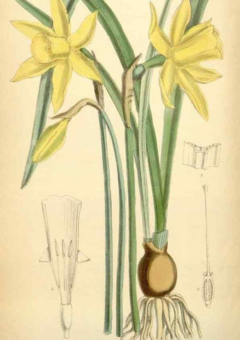 Reproducción/Reproduction 35306441261: Curtis's botanical magazine.. London ; New York [etc.] :Academic Press [etc.]