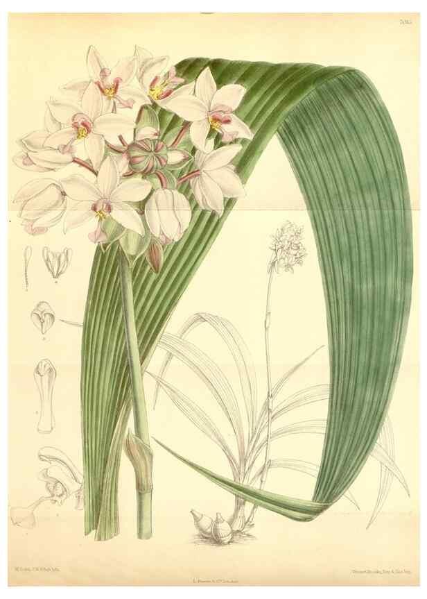 Reproducción/Reproduction 35396377866: Curtis's botanical magazine.. London ; New York [etc.] :Academic Press [etc.]