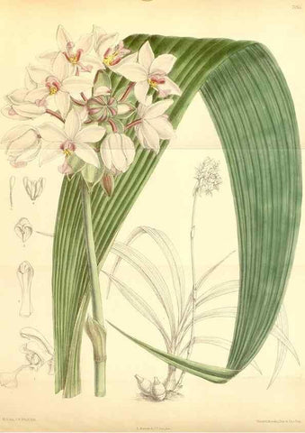 Reproducción/Reproduction 35396377866: Curtis's botanical magazine.. London ; New York [etc.] :Academic Press [etc.]