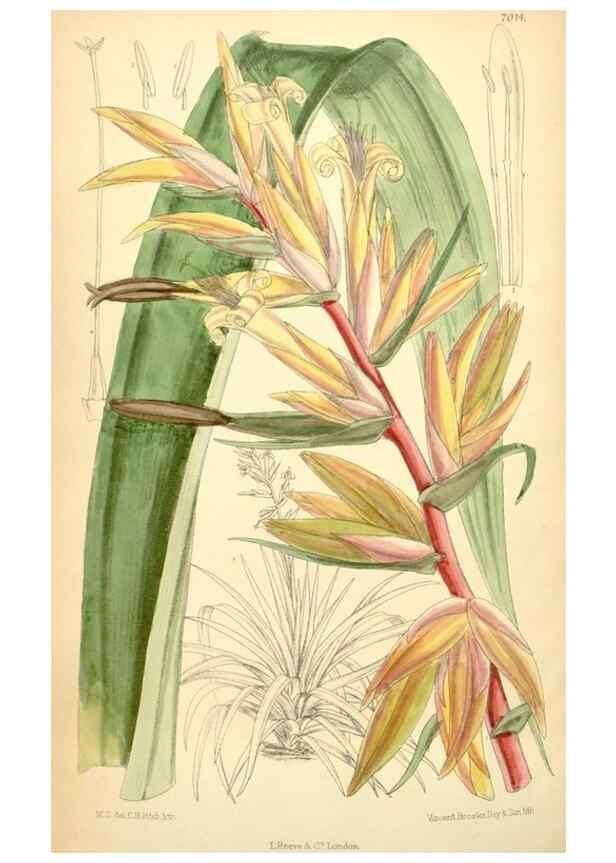 Reproducción/Reproduction 35396380036: Curtis's botanical magazine.. London ; New York [etc.] :Academic Press [etc.]