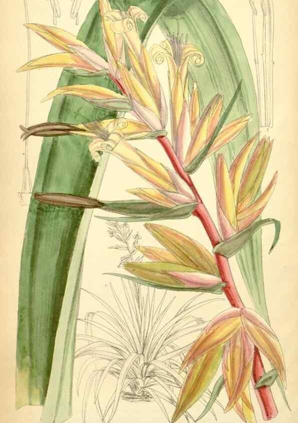 Reproducción/Reproduction 35396380036: Curtis's botanical magazine.. London ; New York [etc.] :Academic Press [etc.]