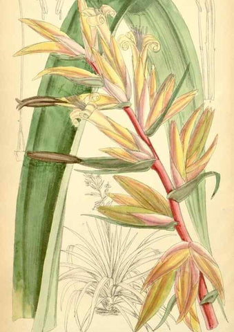 Reproducción/Reproduction 35396380036: Curtis's botanical magazine.. London ; New York [etc.] :Academic Press [etc.]