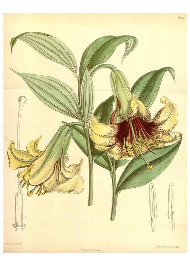 Reproducción/Reproduction 35397439586: Curtis's botanical magazine.. London ; New York [etc.] :Academic Press [etc.]