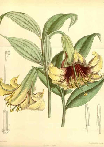 Reproducción/Reproduction 35397439586: Curtis's botanical magazine.. London ; New York [etc.] :Academic Press [etc.]