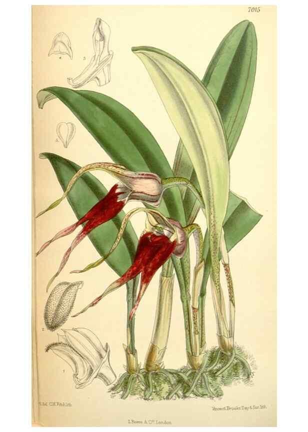 Reproducción/Reproduction 35306446931: Curtis's botanical magazine.. London ; New York [etc.] :Academic Press [etc.]