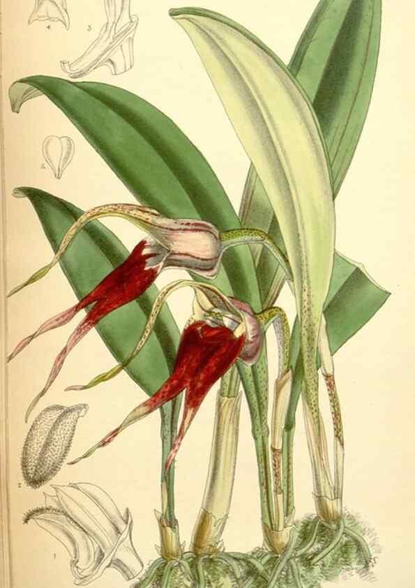 Reproducción/Reproduction 35306446931: Curtis's botanical magazine.. London ; New York [etc.] :Academic Press [etc.]