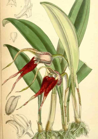 Reproducción/Reproduction 35306446931: Curtis's botanical magazine.. London ; New York [etc.] :Academic Press [etc.]