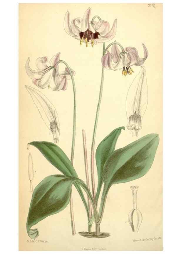 Reproducción/Reproduction 35306454141: Curtis's botanical magazine.. London ; New York [etc.] :Academic Press [etc.]