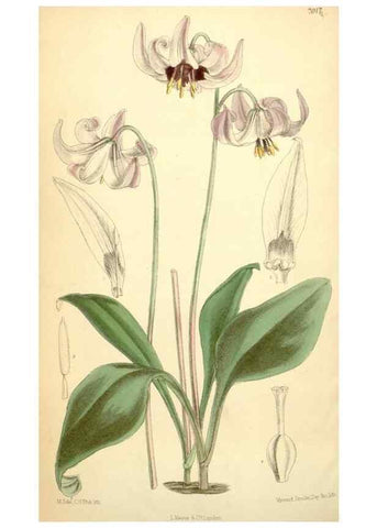 Reproducción/Reproduction 35306454141: Curtis's botanical magazine.. London ; New York [etc.] :Academic Press [etc.]