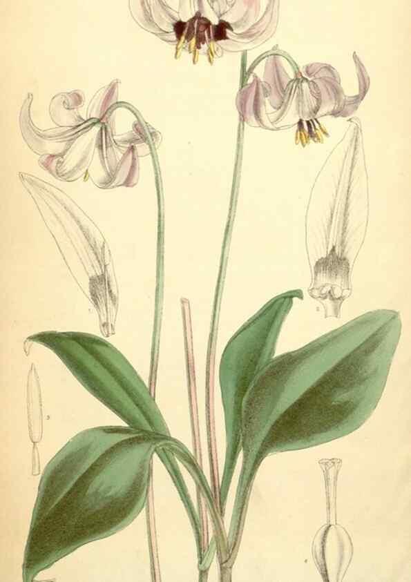 Reproducción/Reproduction 35306454141: Curtis's botanical magazine.. London ; New York [etc.] :Academic Press [etc.]