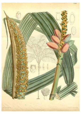 Reproducción/Reproduction 35306457601: Curtis's botanical magazine.. London ; New York [etc.] :Academic Press [etc.]