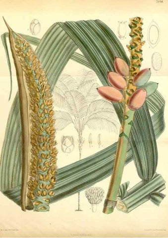 Reproducción/Reproduction 35306457601: Curtis's botanical magazine.. London ; New York [etc.] :Academic Press [etc.]
