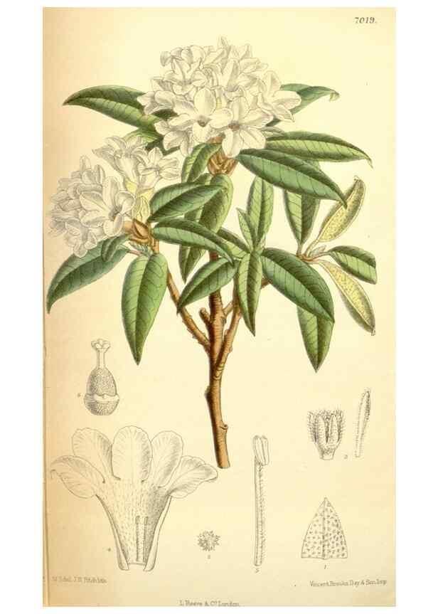 Reproducción/Reproduction 35306460781: Curtis's botanical magazine.. London ; New York [etc.] :Academic Press [etc.]
