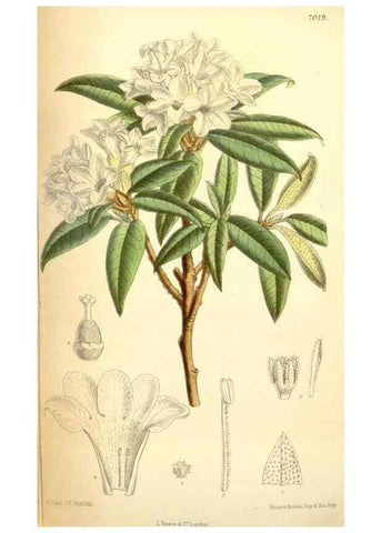 Reproducción/Reproduction 35306460781: Curtis's botanical magazine.. London ; New York [etc.] :Academic Press [etc.]