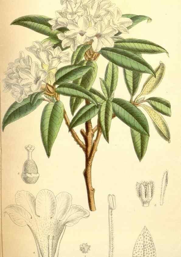 Reproducción/Reproduction 35306460781: Curtis's botanical magazine.. London ; New York [etc.] :Academic Press [etc.]