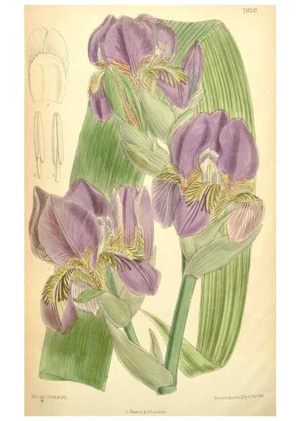 Reproducción/Reproduction 35306464481: Curtis's botanical magazine.. London ; New York [etc.] :Academic Press [etc.]