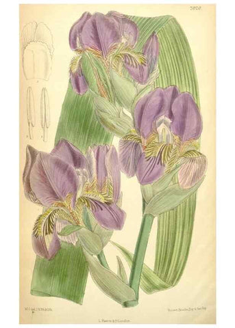 Reproducción/Reproduction 35306464481: Curtis's botanical magazine.. London ; New York [etc.] :Academic Press [etc.]
