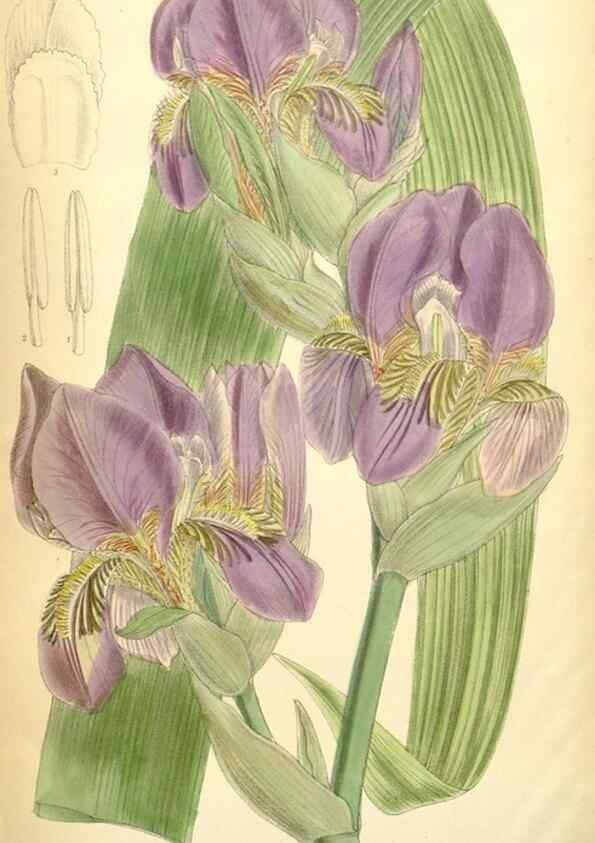 Reproducción/Reproduction 35306464481: Curtis's botanical magazine.. London ; New York [etc.] :Academic Press [etc.]