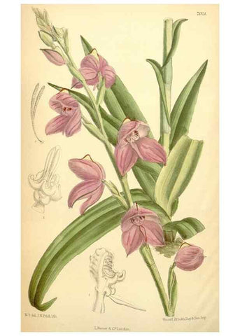 Reproducción/Reproduction 35306467761: Curtis's botanical magazine.. London ; New York [etc.] :Academic Press [etc.]