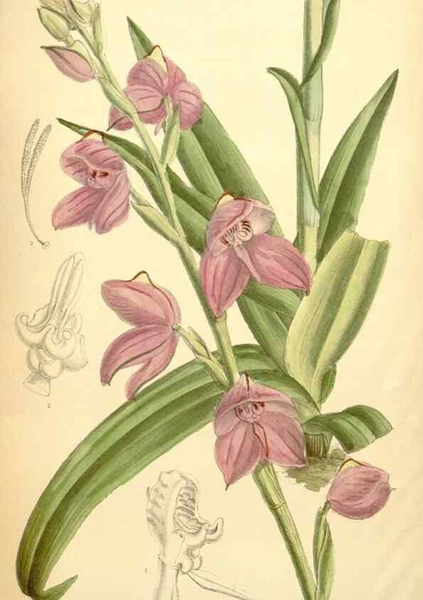 Reproducción/Reproduction 35306467761: Curtis's botanical magazine.. London ; New York [etc.] :Academic Press [etc.]