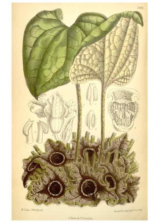 Reproducción/Reproduction 35396395216: Curtis's botanical magazine.. London ; New York [etc.] :Academic Press [etc.]