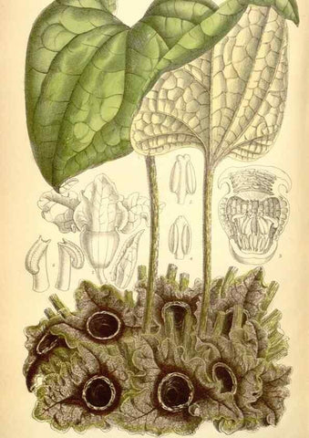 Reproducción/Reproduction 35396395216: Curtis's botanical magazine.. London ; New York [etc.] :Academic Press [etc.]