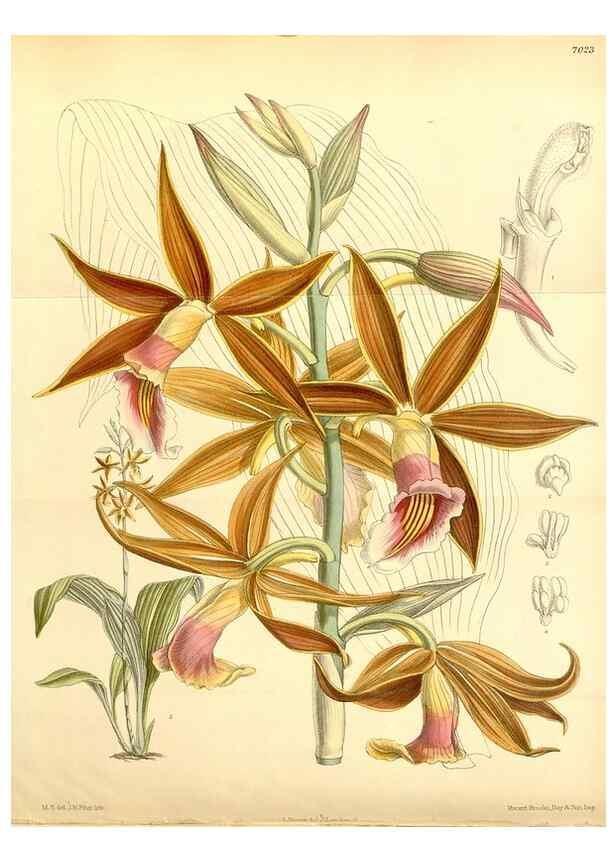 Reproducción/Reproduction 35396396476: Curtis's botanical magazine.. London ; New York [etc.] :Academic Press [etc.]
