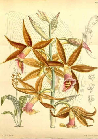 Reproducción/Reproduction 35396396476: Curtis's botanical magazine.. London ; New York [etc.] :Academic Press [etc.]