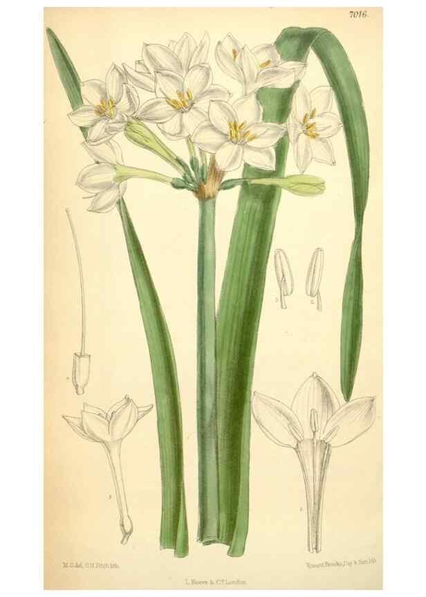 Reproducción/Reproduction 35306450191: Curtis's botanical magazine.. London ; New York [etc.] :Academic Press [etc.]