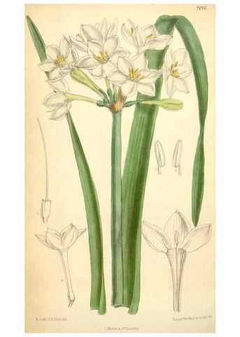 Reproducción/Reproduction 35306450191: Curtis's botanical magazine.. London ; New York [etc.] :Academic Press [etc.]