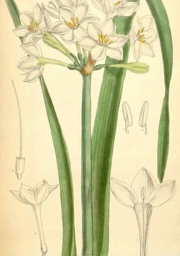 Reproducción/Reproduction 35306450191: Curtis's botanical magazine.. London ; New York [etc.] :Academic Press [etc.]