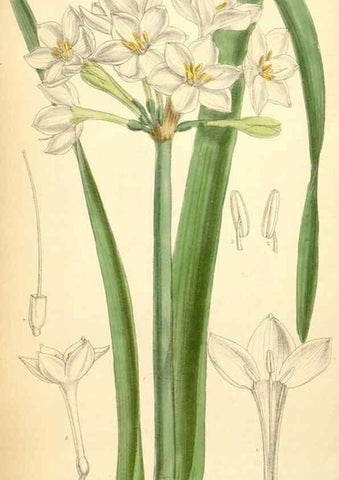 Reproducción/Reproduction 35306450191: Curtis's botanical magazine.. London ; New York [etc.] :Academic Press [etc.]