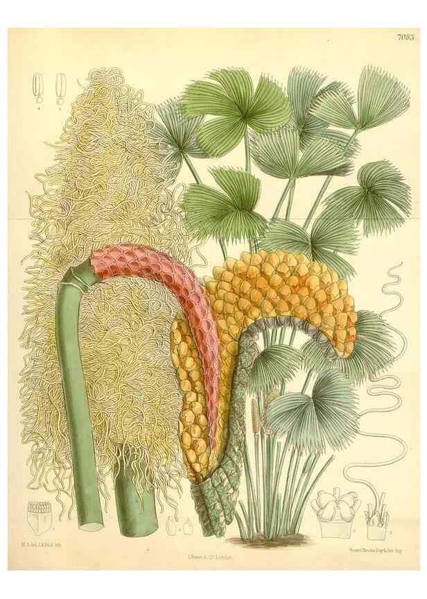 Reproducción/Reproduction 35307578901: Curtis's botanical magazine.. London ; New York [etc.] :Academic Press [etc.]