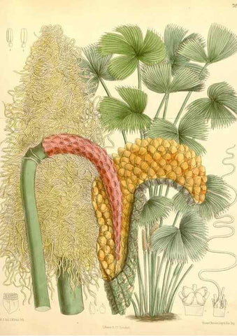 Reproducción/Reproduction 35307578901: Curtis's botanical magazine.. London ; New York [etc.] :Academic Press [etc.]