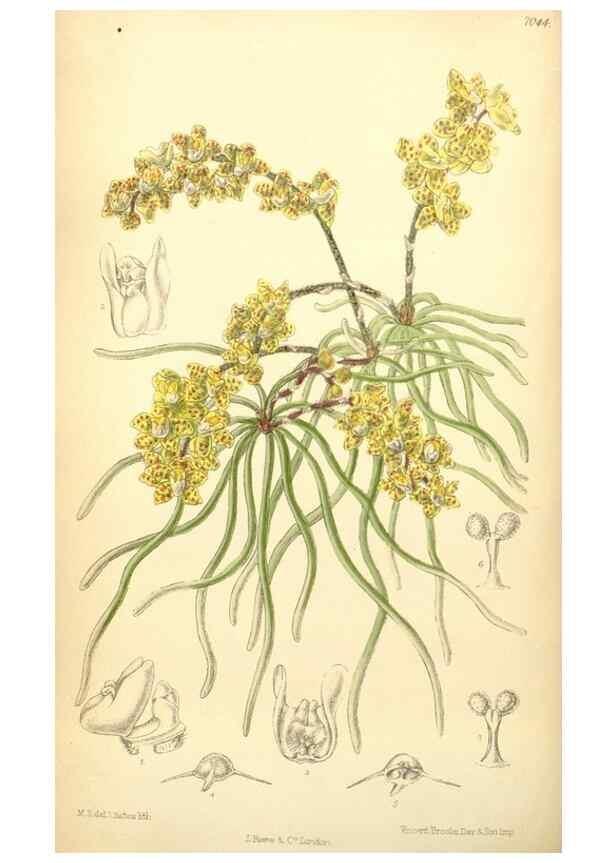 Reproducción/Reproduction 34627151583: Curtis's botanical magazine.. London ; New York [etc.] :Academic Press [etc.]