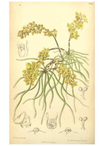 Reproducción/Reproduction 34627151583: Curtis's botanical magazine.. London ; New York [etc.] :Academic Press [etc.]
