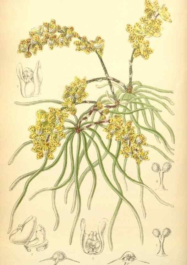 Reproducción/Reproduction 34627151583: Curtis's botanical magazine.. London ; New York [etc.] :Academic Press [etc.]