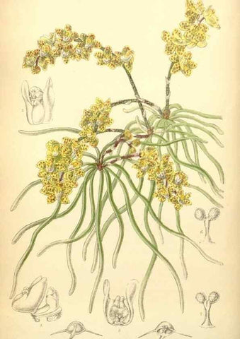 Reproducción/Reproduction 34627151583: Curtis's botanical magazine.. London ; New York [etc.] :Academic Press [etc.]