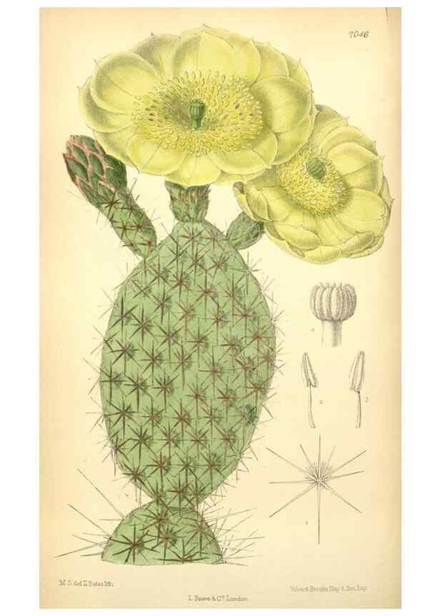 Reproducción/Reproduction 35307491271: Curtis's botanical magazine.. London ; New York [etc.] :Academic Press [etc.]